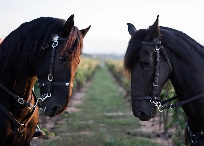 Hotel Torralbenc, A Small Luxury Of The World Cala En Porter (Menorca)
